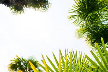 Mavi gökyüzüne karşı palmiye ağaçları, tropikal sahilde palmiye ağaçları, eski moda ve stil, hindistan cevizi ağacı, yaz ağacı, retro