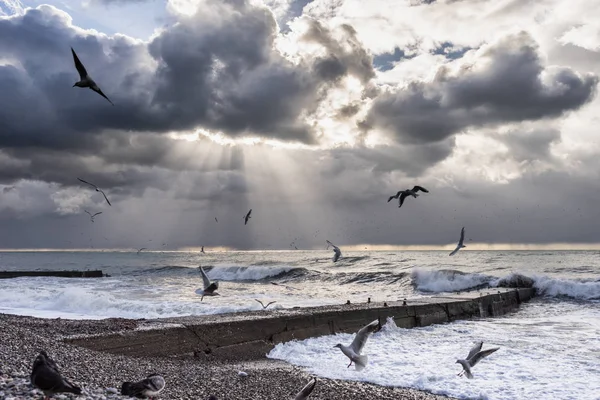 Rocky beach raging ocean, the sky is gray clouds, birds fly — Stock Photo, Image