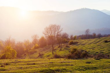 Yeşil glade, yüksek dağlar, sabah güneş ışınlarının arkasında