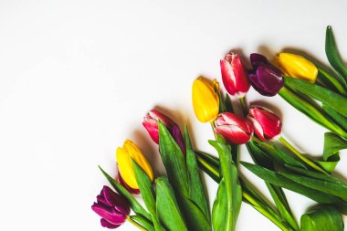 Beyaz bir arka plan üzerinde sarı, pembe ve mor laleler yalan