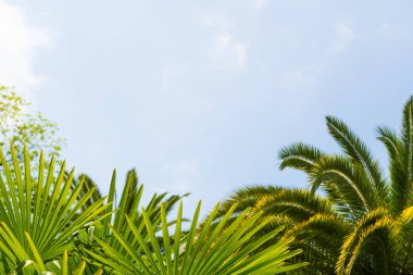 Mavi gökyüzüne karşı palmiye ağaçları, tropikal sahilde palmiye ağaçları, eski moda ve stil, hindistan cevizi ağacı, yaz ağacı, retro