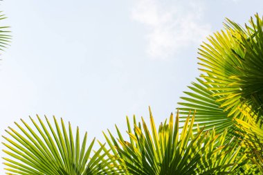 Mavi gökyüzüne karşı palmiye ağaçları, tropikal sahilde palmiye ağaçları, eski moda ve stil, hindistan cevizi ağacı, yaz ağacı, retro