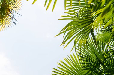 Mavi gökyüzüne karşı palmiye ağaçları, tropikal sahilde palmiye ağaçları, eski moda ve stil, hindistan cevizi ağacı, yaz ağacı, retro