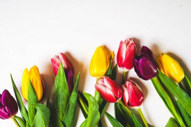 Beyaz bir arka plan üzerinde sarı, pembe ve mor laleler yalan