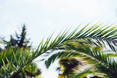 Mavi gökyüzüne karşı palmiye ağaçları, tropikal sahilde palmiye ağaçları, eski moda ve stil, hindistan cevizi ağacı, yaz ağacı, retro