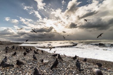 Bir sürü Güvercin sahilde fırtınalı havalarda Beach