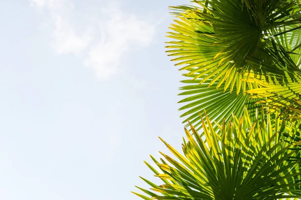 Palmeras contra el cielo azul, Palmeras en la costa tropical, vintage tonificado y estilizado, cocotero — Foto de Stock