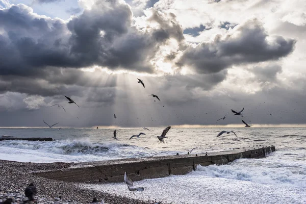 The beach from the pebbles foams the sea, the sky is covered with gray clouds, birds fly — Stock Photo, Image