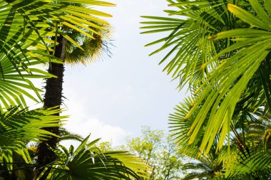 Mavi gökyüzüne karşı palmiye ağaçları, tropikal sahilde palmiye ağaçları, eski moda ve stil, hindistan cevizi ağacı, yaz ağacı, retro