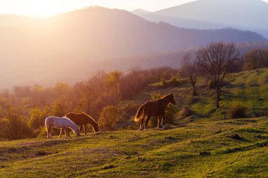 yaban hayatı, atları otlatmak çim, hayvanlar, dağlar ve tepeler güzel manzara