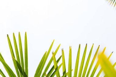 Mavi gökyüzüne karşı palmiye ağaçları, tropikal sahilde palmiye ağaçları, eski moda ve stil, hindistan cevizi ağacı, yaz ağacı, retro