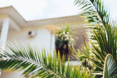 Yaz tatillerini beyaz bulanık villa arka plan ile palmiye ağaçları, vintage yaz