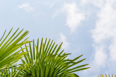 çizgili tropikal palmiye yaprakları doku ile güneş ışınları, yeşil arka plan