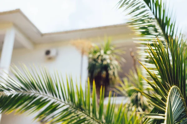 Yaz tatillerini beyaz bulanık villa arka plan ile palmiye ağaçları, vintage yaz