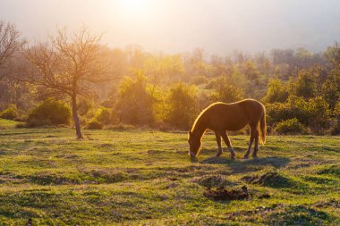 çim yeşil çim ile güzel bir at, gün batımında, birçok ağaç sıyrılmak