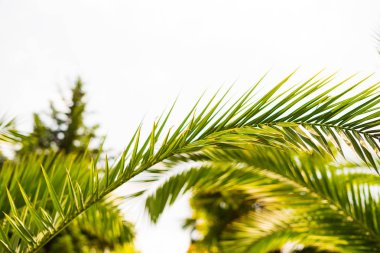 Mavi gökyüzüne karşı palmiye ağaçları, tropikal sahilde palmiye ağaçları, eski moda ve stil, hindistan cevizi ağacı, yaz ağacı, retro