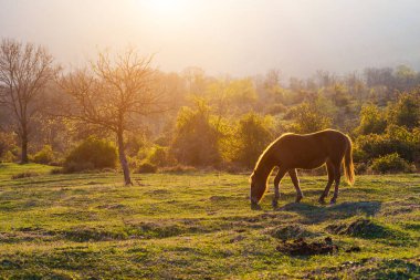 büyük kahverengi at grazes dağlar gün batımında çerçevede bir yeşil çim üzerinde
