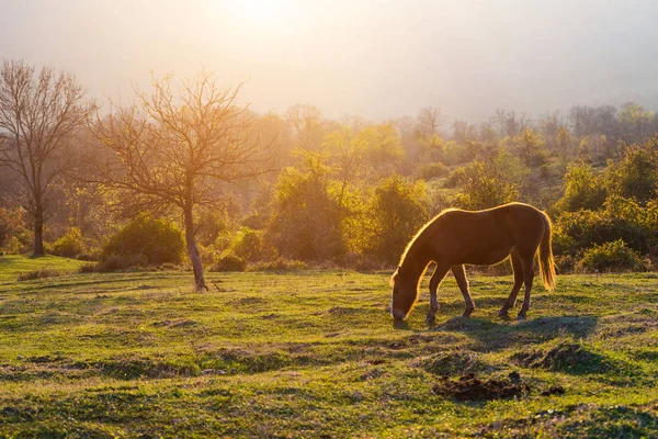 Grande cavalo marrom pastoreia em um gramado verde contra um fundo de montanhas ao pôr do sol — Fotografia de Stock