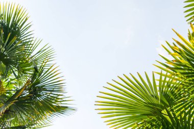 Mavi gökyüzüne karşı palmiye ağaçları, tropikal sahilde palmiye ağaçları, eski moda ve stil, hindistan cevizi ağacı, yaz ağacı, retro