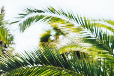 Yaz parti tatil dinlenme tatil arka plan veya bulanık bakış açısı doğal görünüm serin mavi gökyüzü, tropikal Hindistan cevizi hurma ağacı satır ile bulanıklık