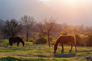Yeşil çayır on atların otlatmak, yüksek Dağları ve ağaçları, arka planı güneş doğarken