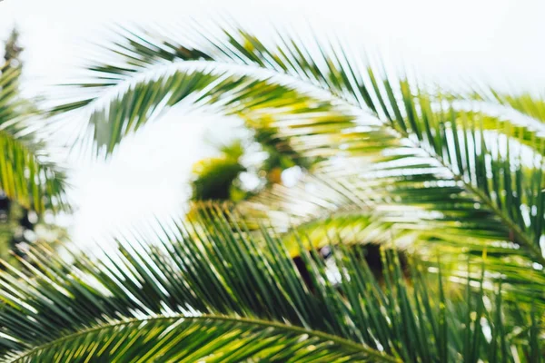 Blur festa de verão relaxamento férias fundo ou perspectiva turva vista natural com céu azul fresco, linha de coqueiro tropical palmeira — Fotografia de Stock