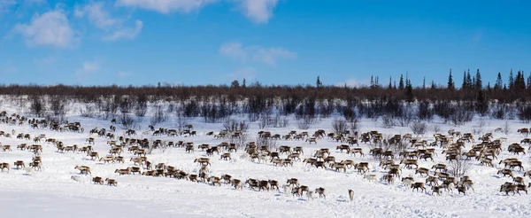 No extremo norte, um rebanho branco de veados em busca de comida — Fotografia de Stock