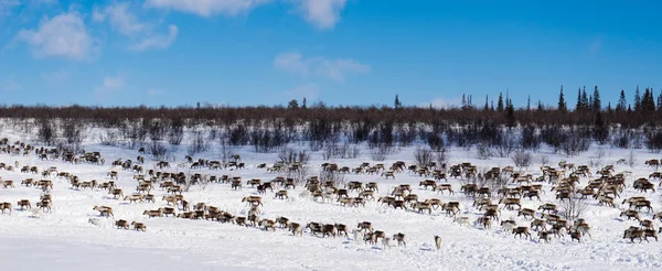 Längst i norr, en vit flock rådjur jakt på föda — Stockfoto