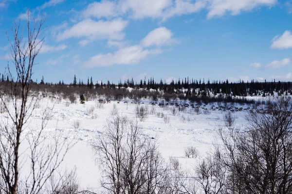 No campo encontra-se a neve branca, inverno frio céu azul, o inverno chegou — Fotografia de Stock