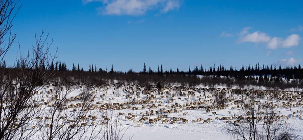 Gränslös fält bestrött med vit snö, kallt blå vinter himlen, vintern har kommit — Stockfoto