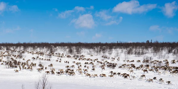 No extremo norte é muito frio, ao redor da neve, há uma manada de veados, à procura de comida — Fotografia de Stock