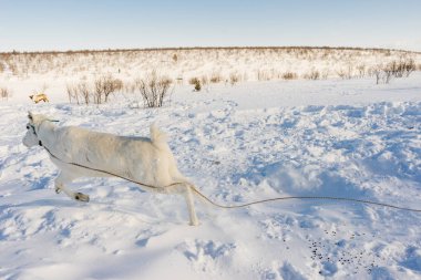 Kuzey koşum içinde genç bir beyaz geyik, karla kaplı beyaz alan üzerinde çalışır