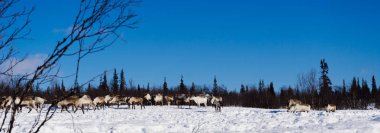 çok Kuzey geyik sürüsü, mavi soğuk gökyüzü altında kar ile kaplı bir alan üzerinde otlatma