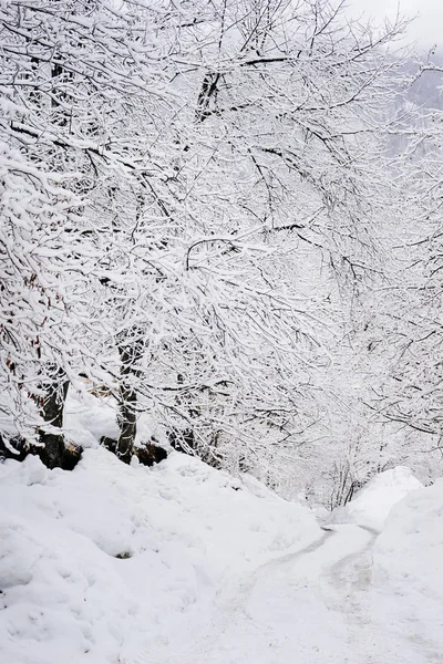 Télen az erdő jött, ezen a környéken: fehér snowdrifts fák a hóban, idő, mielőtt az új évben — Stock Fotó