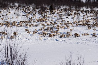 uzak kuzeyde büyük bir geyik sürüsü karla kaplı alan yürür.
