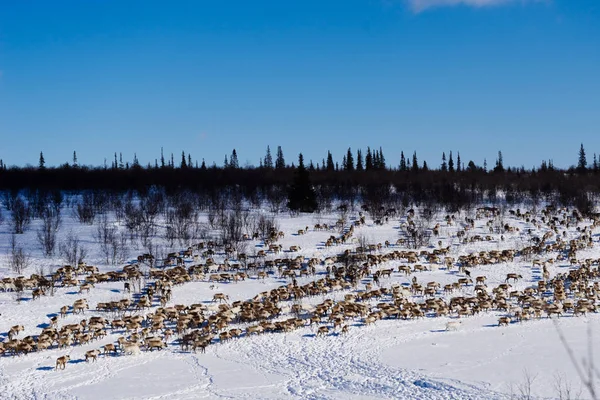 Längst i norr, längs snötäckta fältet, en flock vilda hjortar fly på jakt efter mat — Stockfoto