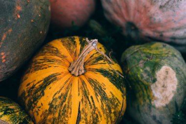 farklı türde çok renkli yararlı kabaklar