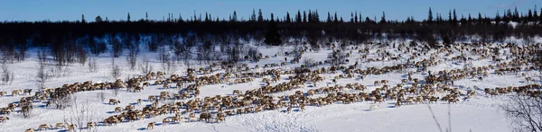 Längst i norr körs en flock vilda renar över snötäckta fältet — Stockfoto