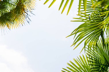 Mavi gökyüzüne karşı palmiye ağaçları, tropikal sahilde palmiye ağaçları, eski moda ve stil, hindistan cevizi ağacı, yaz ağacı, retro