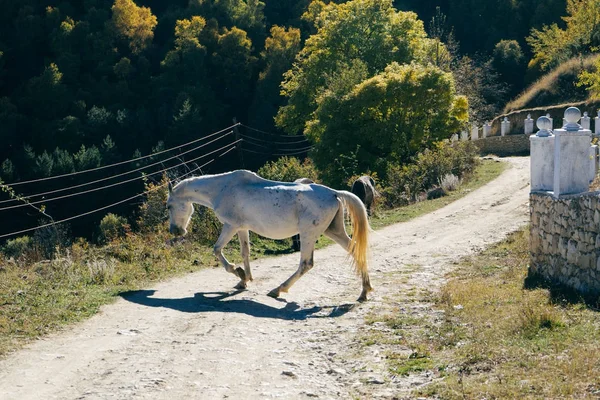 Красивая белая лошадь прыгает по проселочной дороге — стоковое фото
