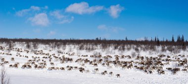 çok soğuk kuzeyde vahşi reindeers sürüsü karla kaplı alanın karşısındaki çalışır.