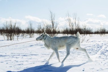 Çok soğuk kuzeyde karla kaplı alanın karşısındaki beyaz genç geyik çalışır.