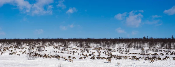 Nell'estremo freddo nord, una mandria di renne selvatiche corre attraverso il campo innevato — Foto Stock