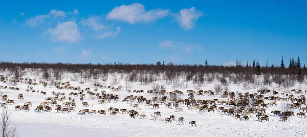 Στο πολύ κρύο Βορρά, ένα κοπάδι των άγριων τάρανδοι διασχίζει το χιονισμένο πεδίο — Φωτογραφία Αρχείου