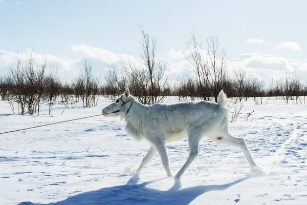 I långt kalla norr kör över snötäckta fältet en vit ung hjort — Stockfoto