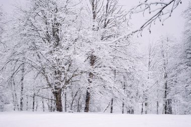 Sibirya orman kış hava, karla kaplı ağaçlar