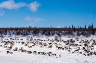 karla kaplı bir alan üzerinden çok soğuk kuzey vahşi geyik sürüsü olduğunu