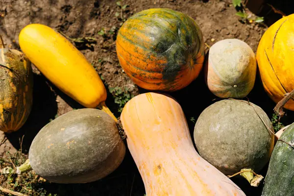 yalan yere farklı boyut ve renkleri yararlı kabaklar