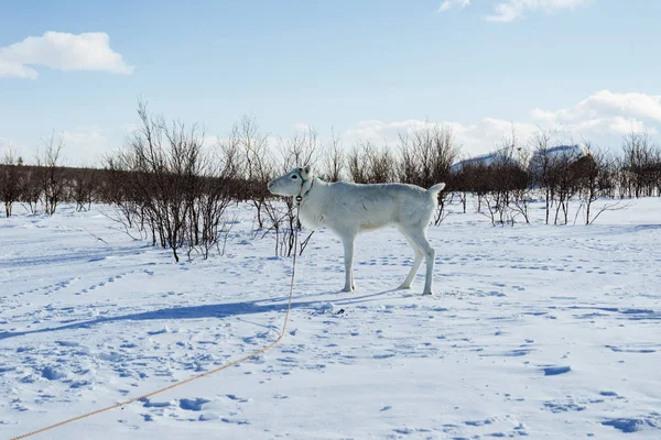 Längst i norr genom snötäckta fältet finns det en ung vit hjort — Stockfoto