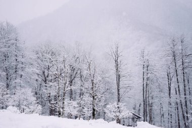 kış orman, çok soğuk, beyaz kar ile kaplı ağaçlar